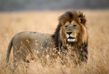 The Lion King, Masai Mara