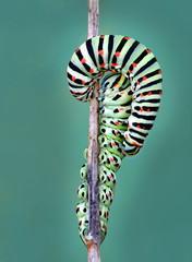 Plakat natura zwierzę motyl makro