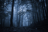 Fototapeta Boho - Spooky misty rainy forest, located in Transylvania, Romania, Halloween holiday celebration background concept