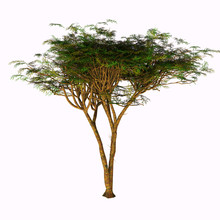 Umbrella Acacia Tree - The Umbrella Acacia Tree Is Found In The Sahel Of Africa, The Sudan And The Middle East.