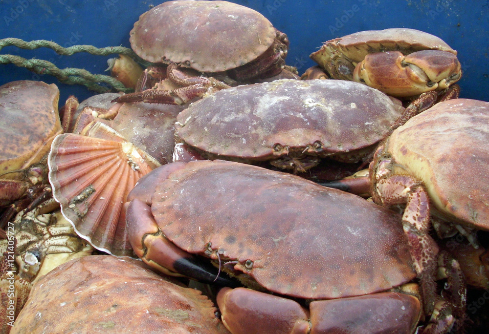 Live Shellfish Images Live crabs and shellfish Stock Photo | Adobe Stock