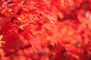 autumn background