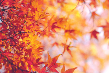 fall background