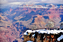 Tree On The Snow In Canyon
