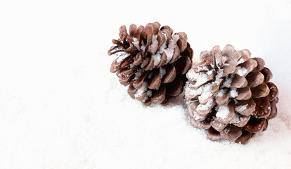 Pinecone