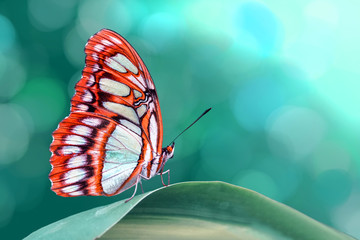  Motyl na liściu