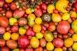 Colorful Tomatoes Background. Fresh Organic Tomatoes.
