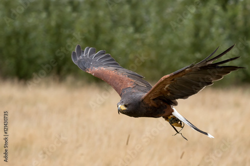 Harris Hawk In Flight With Golden Grass And Green Foliage