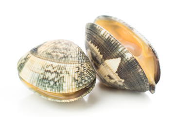 live clams isolated on white