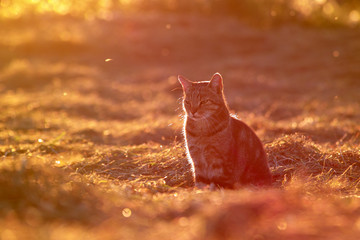 Red cat in the bright sun