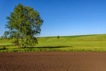 Wall Mural - field meadow furrow birch rural