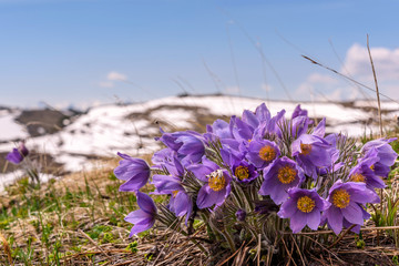 Wall Mural - flowers mountain snow background snowdrops