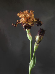 Studio shot of orange color marsala Iris flower on a dark backgr