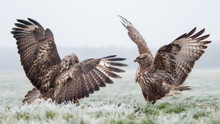 Fight Of Common Buzzards