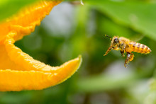 A Honey Bee Is Flying To A Golden Pumpkin Flower.
