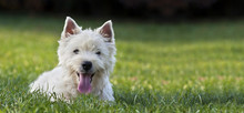 Website Banner Of A Funny Dog Puppy As Looking  In The Grass