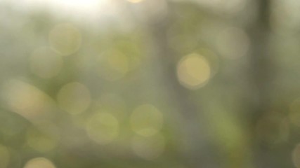 nature bokeh background