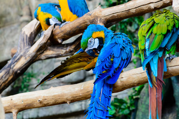big multicolored parrot closeup