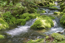 Moss Covered Stones In A Brook In The Mount Carleton, The Highest Elevation In New Brunswick, Also The Highest Peak In The Canadian Maritime Provinces