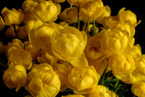 Fototapeta Tulipany - yellow wild flowers bouquet Trollius europaeus