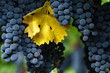 Ripe Cabernet Sauvignon grapes in Napa with single autumn leaf. Fall in Napa Valley wine country. Close up of bunches of red wine grapes hanging from the vine, ready for harvest.