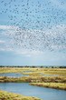 A Swarm of Bird - Camargue, France