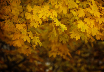 Natural autumn background with yellow maple leaves, selective fo