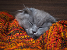 Cute Gray Cat Sleeping Wonderful In The Bright Red Blanket