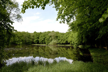 See im Wald bei sonnigem Wetter