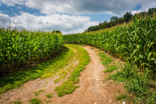 Dirt Road And Corn Field In Rural Carroll County, Maryland.