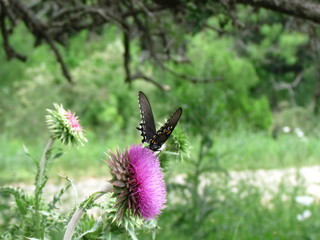 Butterfly In Motion 1