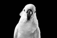 Close-up Crested Cockatoo White Alba, Umbrella, Funny Looking In Camera, Indonesia, Isolated On Black Background