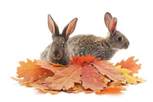 Gray Rabbits And Yellow Leaves.