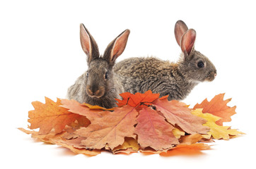 Gray rabbits and yellow leaves.