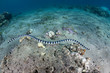 Banded Sea Krait Swimming Underwater