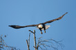 © birdiegal - Bald Eagle in Flight, Vancouver Island, Canada