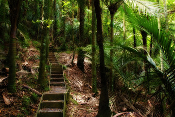 Wall Mural - Forest walk