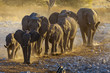 Group of elephants head for water, in the late afternoon