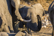 Young elephant sniffs out the photographer