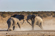 Two bull elephants face off