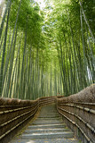 Fototapeta Las - 京都嵐山　念仏寺の竹林