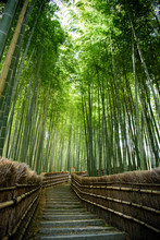 京都嵐山　念仏寺の竹林