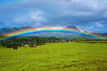 Livestock Under A Rainbow, Kauai, Hawaii