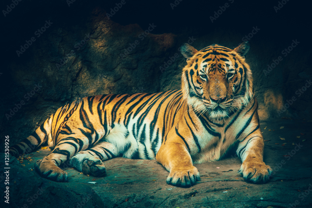 tiger with stone mountain background in dark grim majestic dangerous, frightening feeling color effect.
