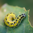 Pieris brassicae caterpillar pest eating leaf. Shallow depth of field