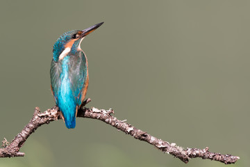 Aufkleber - Female kingfisher perched on a branch and looking up