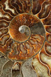 Ammonites are extinct subclass of cuttlefish