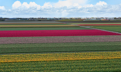 Wall Mural - Bulbfields in The Netherlands