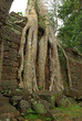 Temple d'Angkor envahi par la jungle, Cambodge