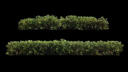 Wall Mural - 2 beautiful decorative hedge, long and short, real shot green shrub blowing on the wind, isolated on alpha channel with black/white luminance matte, perfect for digital composition, projection mapping